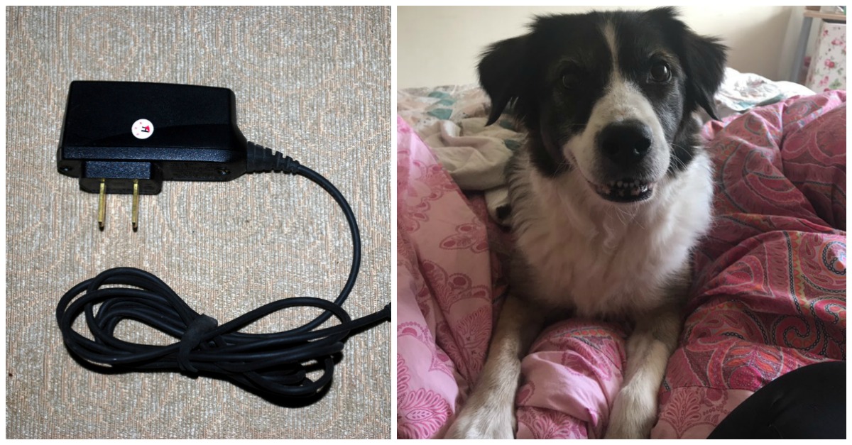 dog-phone-charger