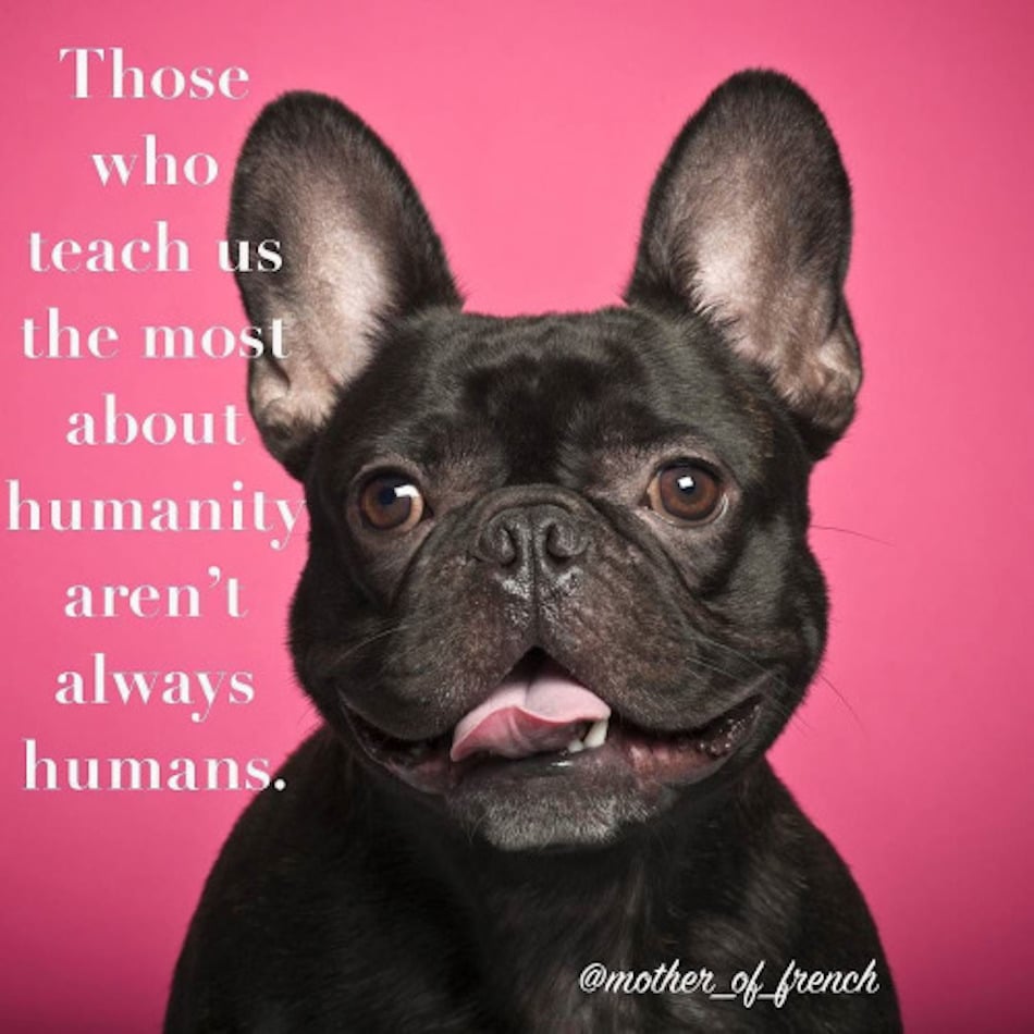 dog-quotes-1.jpg dog-quotes-1.jpg