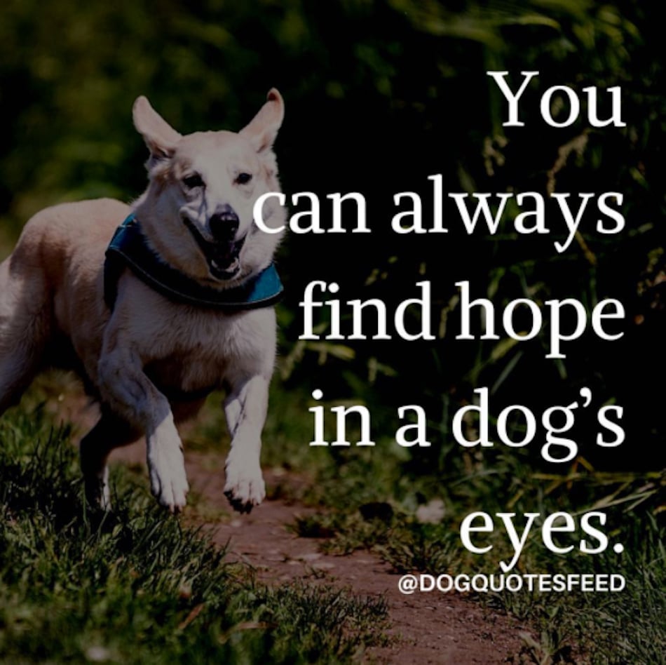 dog-quotes-41.jpg