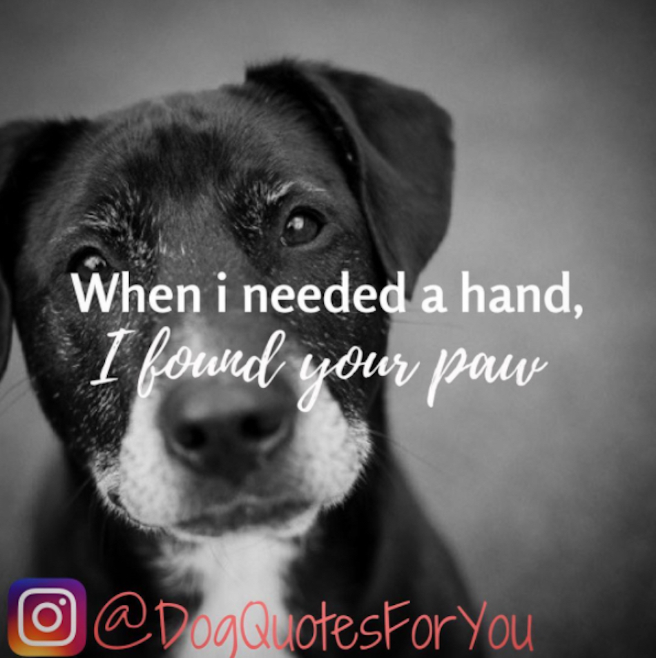dog-quotes-5.jpg