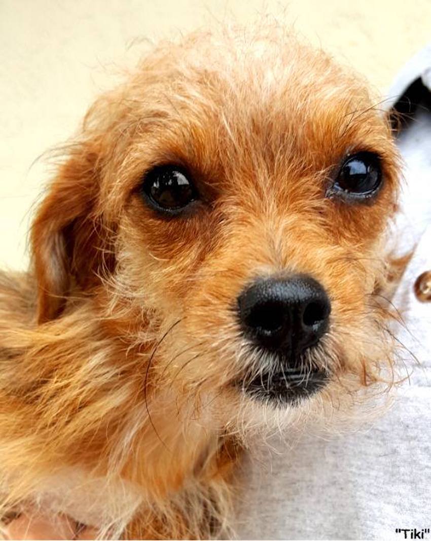 dog-rescue-1-1.jpg dog-rescue-1-1.jpg