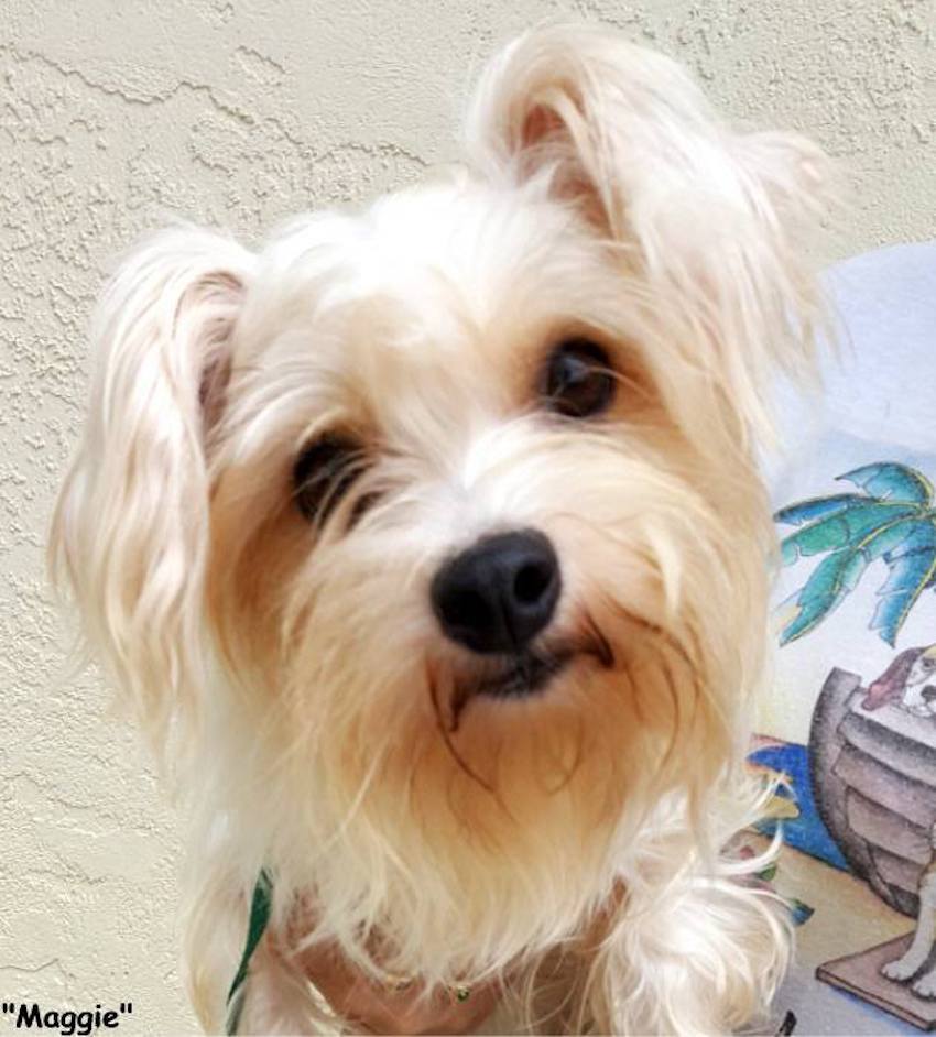 dog-rescue-10.jpg