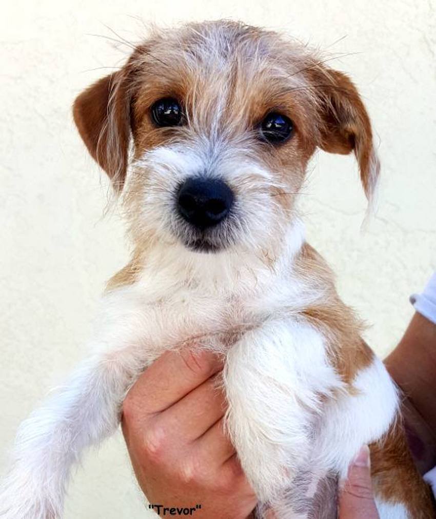 dog-rescue-3-1.jpg