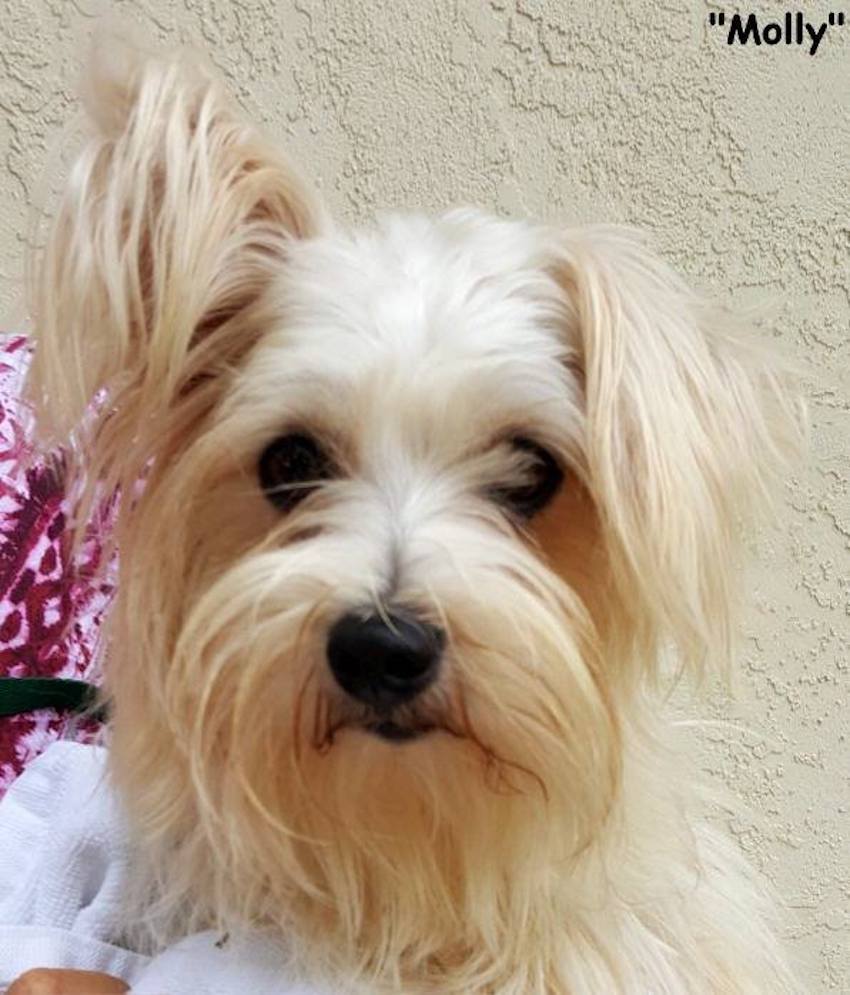 dog-rescue-4-1.jpg