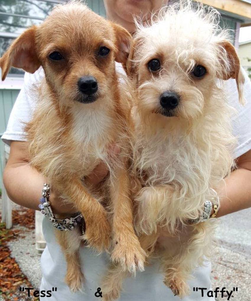 dog-rescue-5-1.jpg