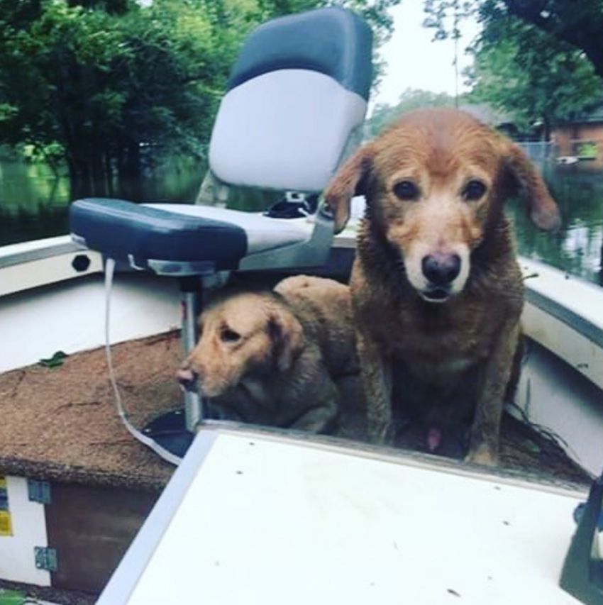 dog-rescue-7.jpg