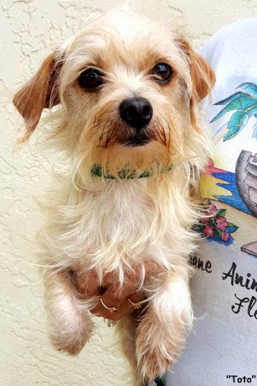 dog-rescue-8-1.jpg