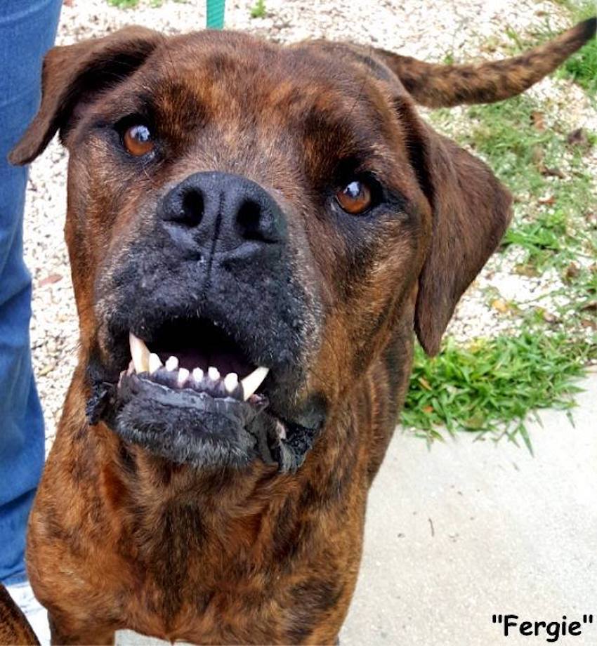 dog-rescue-9.jpg