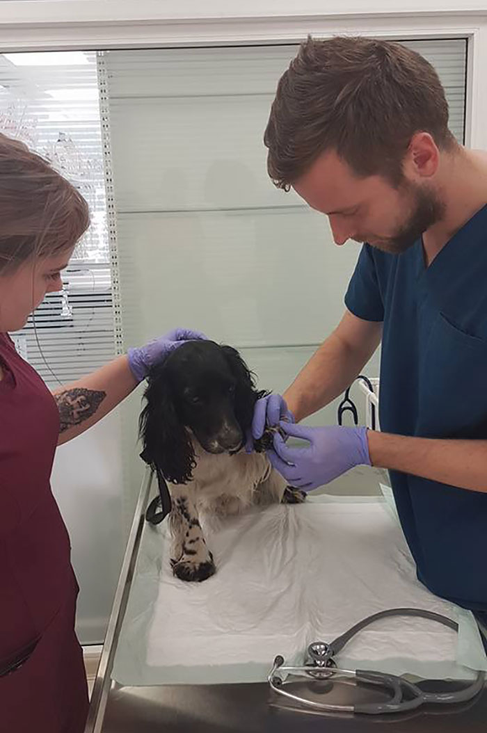 dog-rescued-drowning-anchor-audra-petrasiene-05.jpg