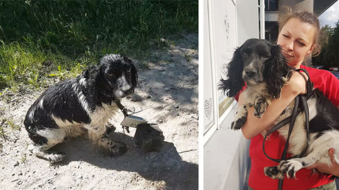 dog-rescued-drowning-anchor-audra-petrasiene-1-5b1525722e70c__700