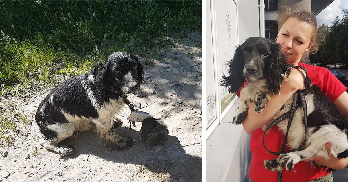 dog-rescued-drowning-anchor-audra-petrasiene-1-5b1525722e70c__700