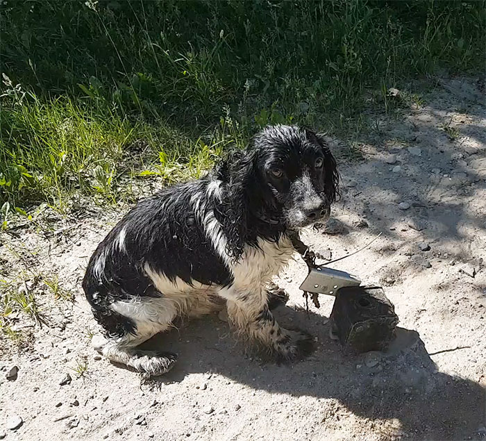 dog-rescued-drowning-anchor-audra-petrasiene-1-5b1525722e70c__700.jpg