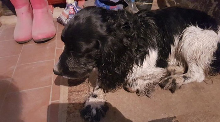 dog-rescued-drowning-anchor-audra-petrasiene-14-5b152a3046de2__700.jpg
