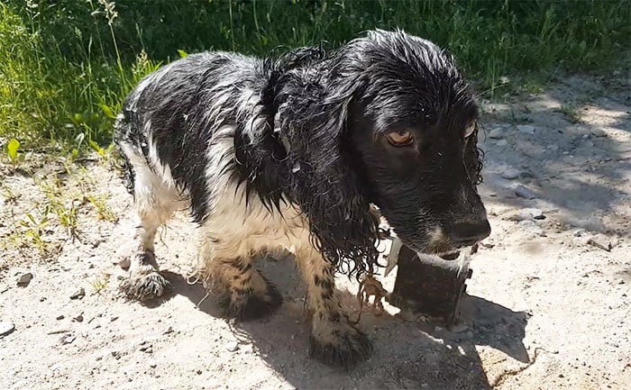 dog-rescued-drowning-anchor-audra-petrasiene-2-5b15257443057__700.jpg