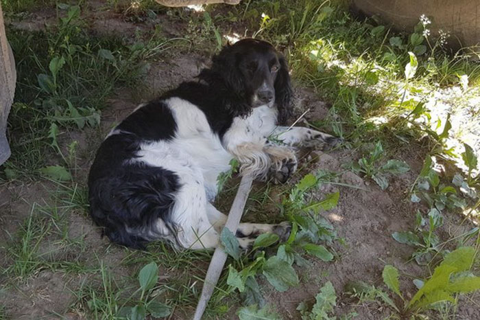 dog-rescued-drowning-anchor-audra-petrasiene-4-5b1525780bfc8__700.jpg