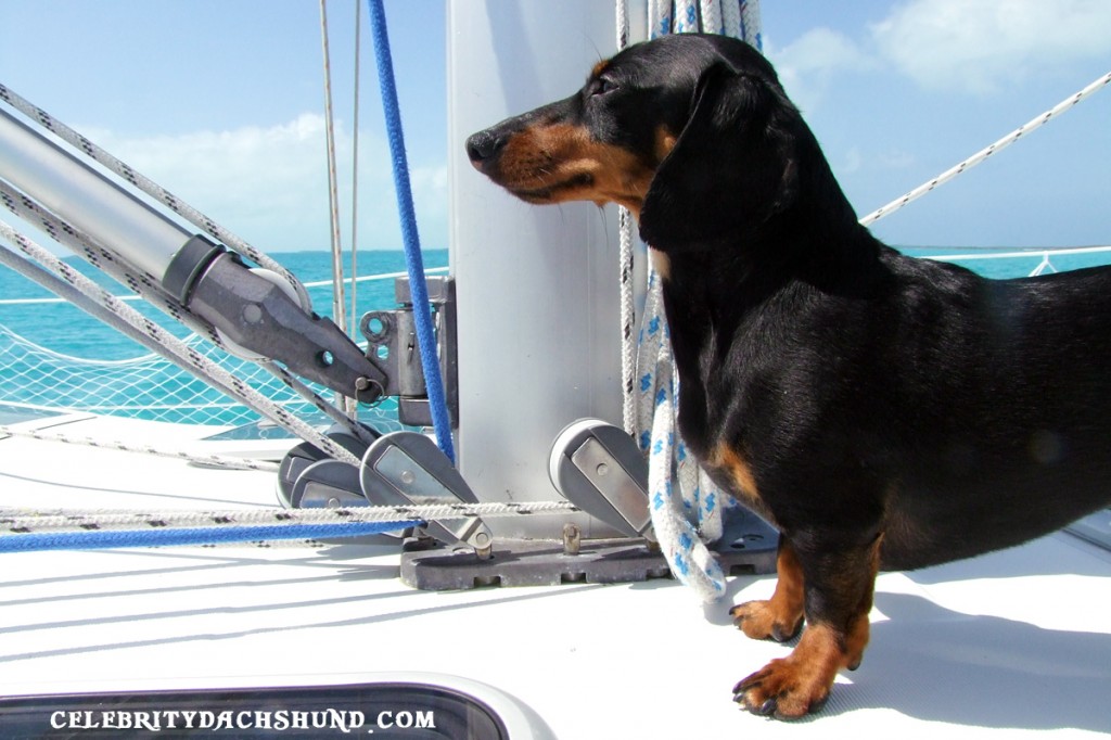 dog-sailing.jpg