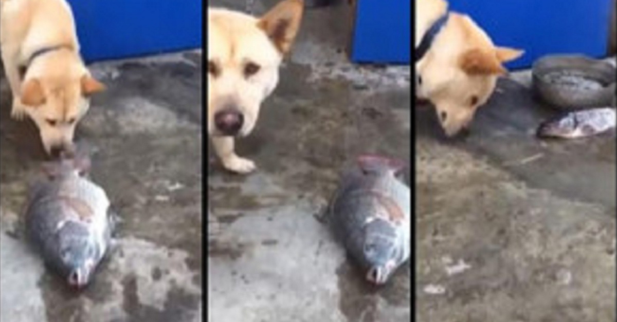 dog-sees-dying-fish-on-the-ground