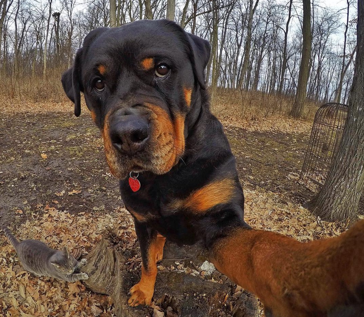 dog-selfie.jpg