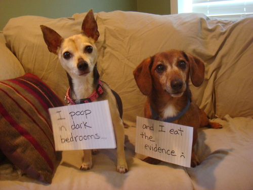 dog-shaming-14.jpg