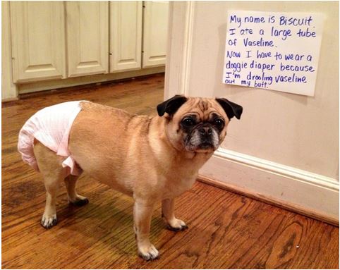 dog-shaming-vaseline.jpg