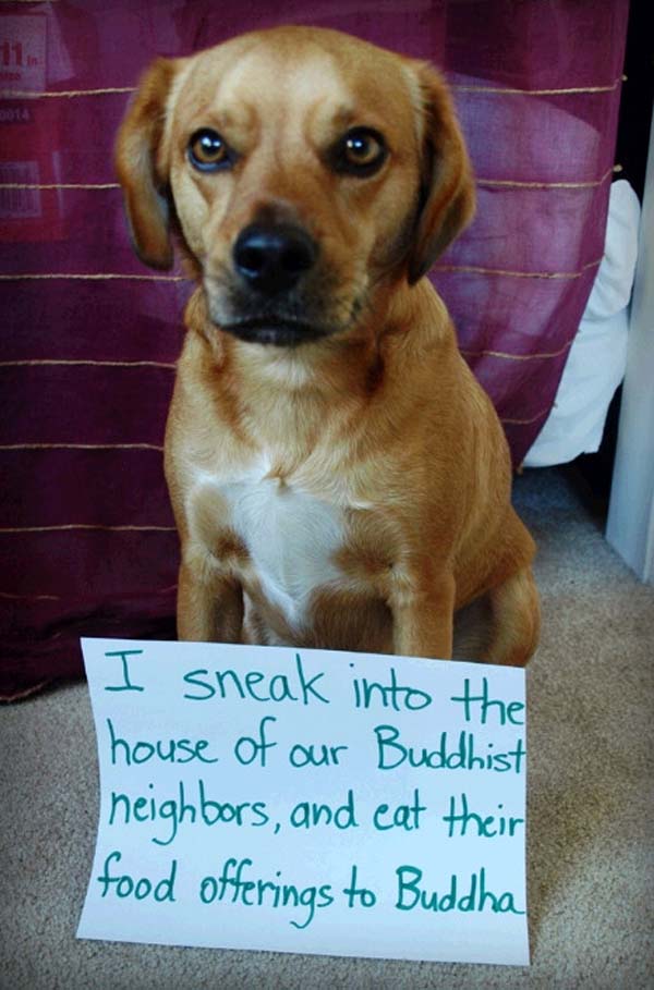 dog-shaming.jpg