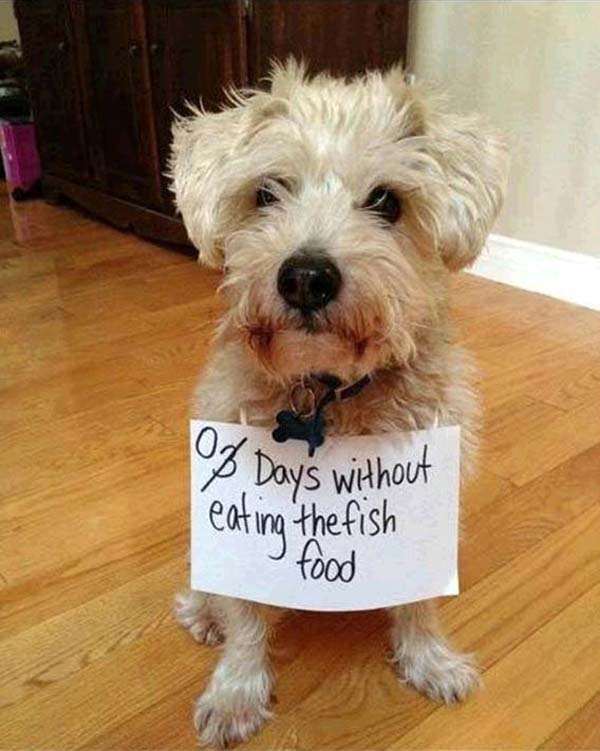 dog-shaming10.jpg