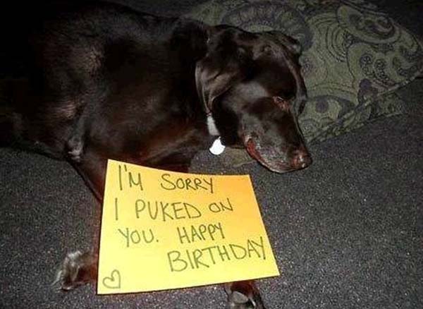 dog-shaming11.jpg