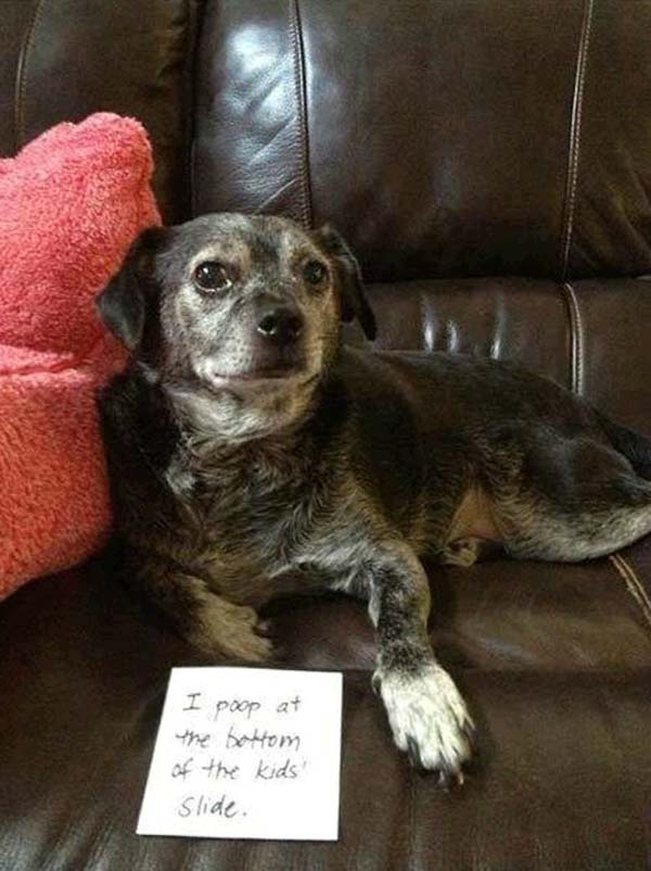 dog-shaming12.jpg