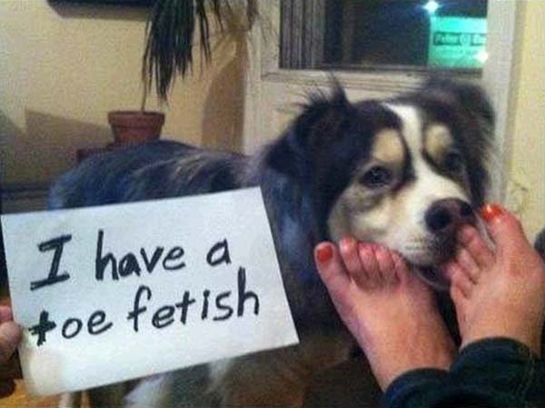 dog-shaming13.jpg