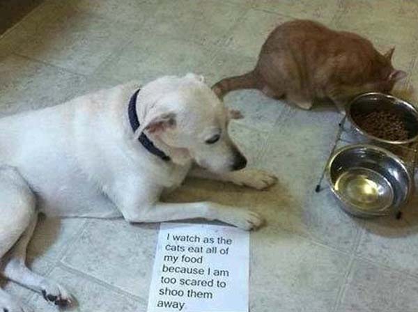 dog-shaming15.jpg