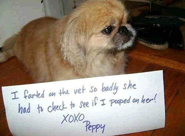 dog-shaming16.jpg