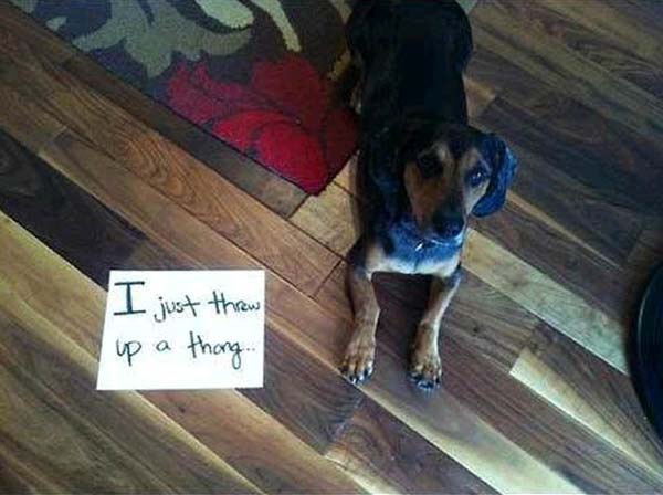 dog-shaming18.jpg