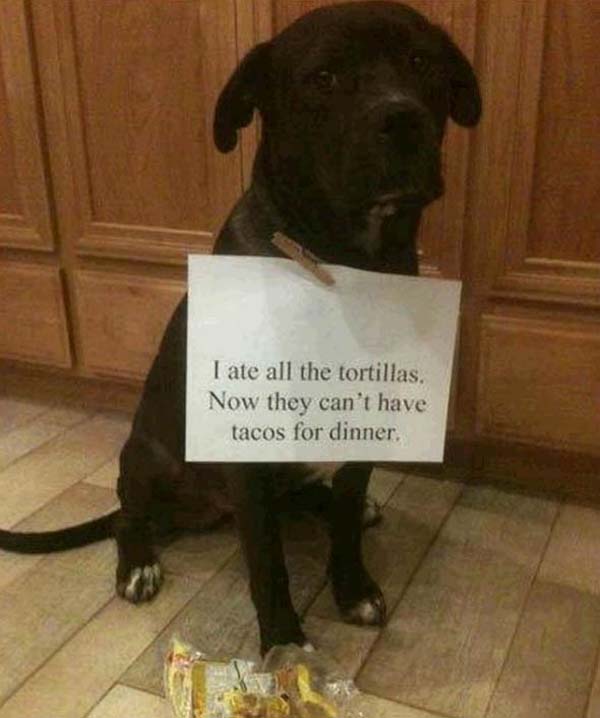 dog-shaming19.jpg