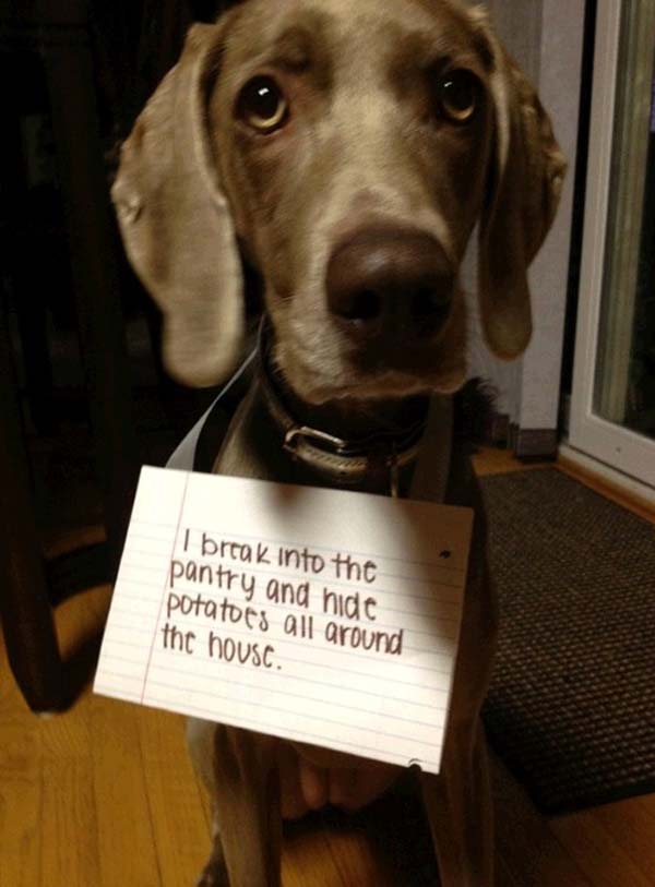 dog-shaming2.jpg