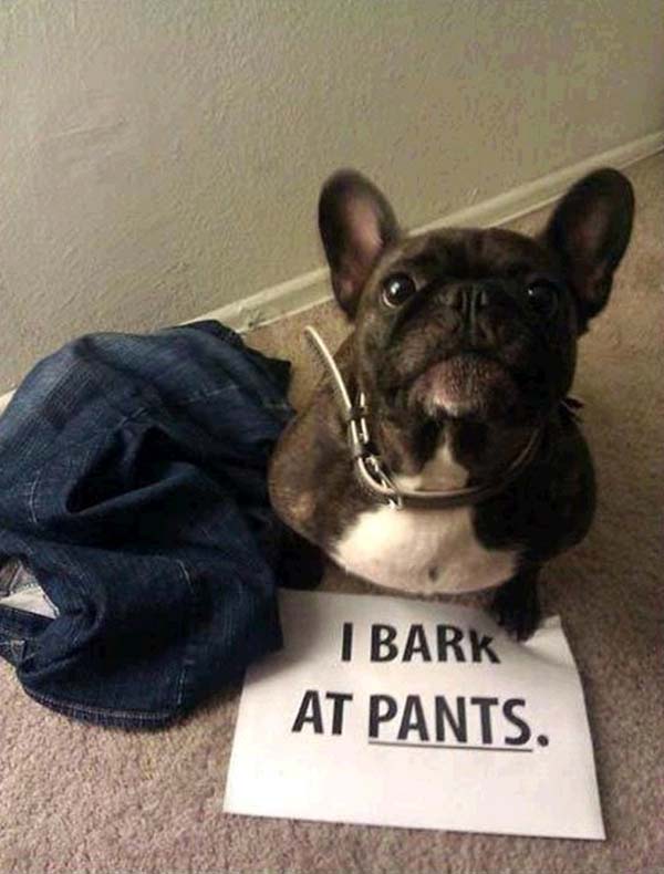 dog-shaming20.jpg