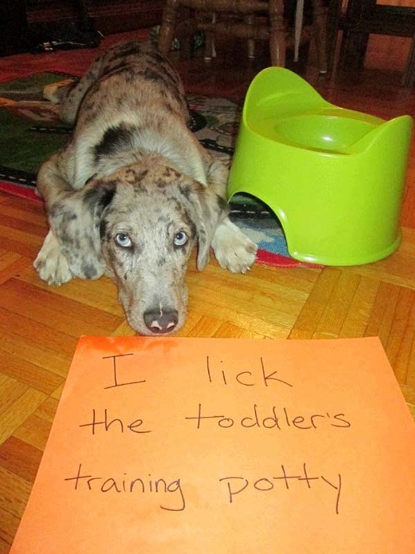 dog-shaming4.jpg