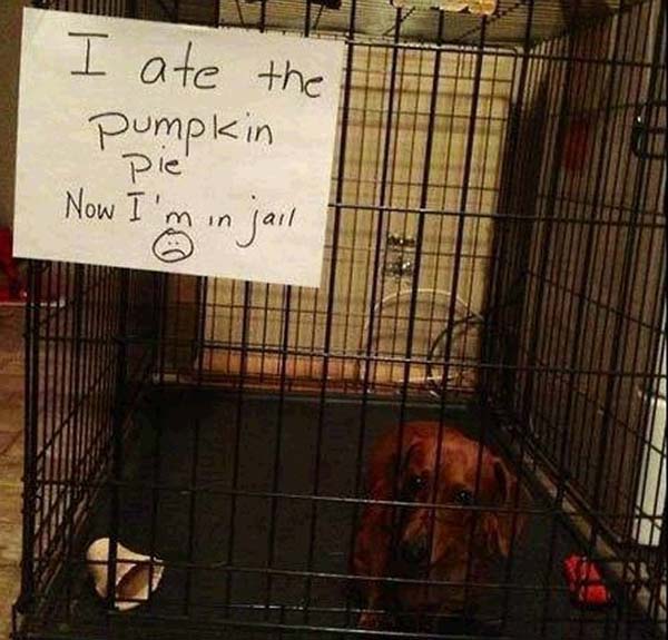 dog-shaming5.jpg