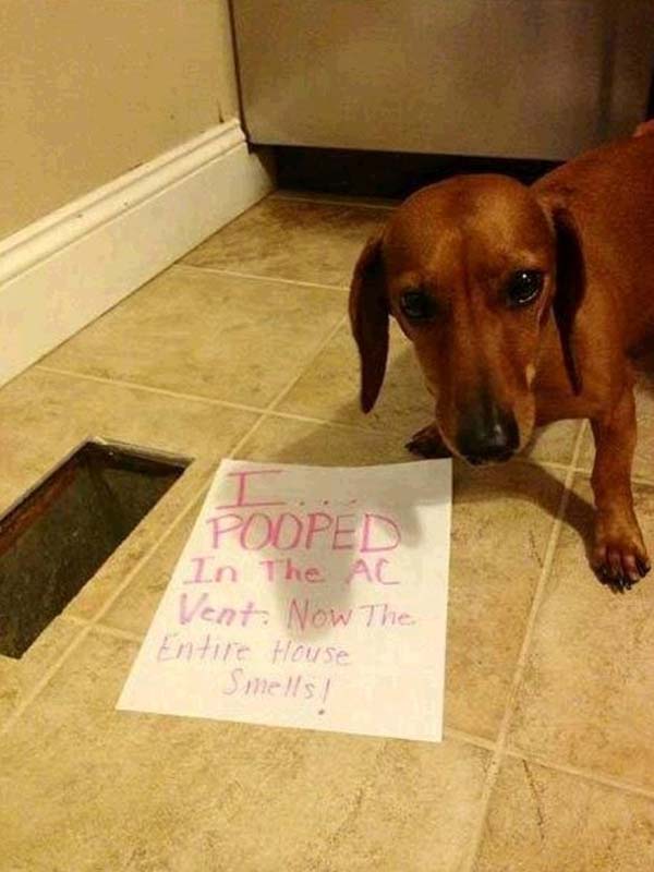 dog-shaming6.jpg