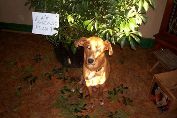 dog-shaming7.jpg