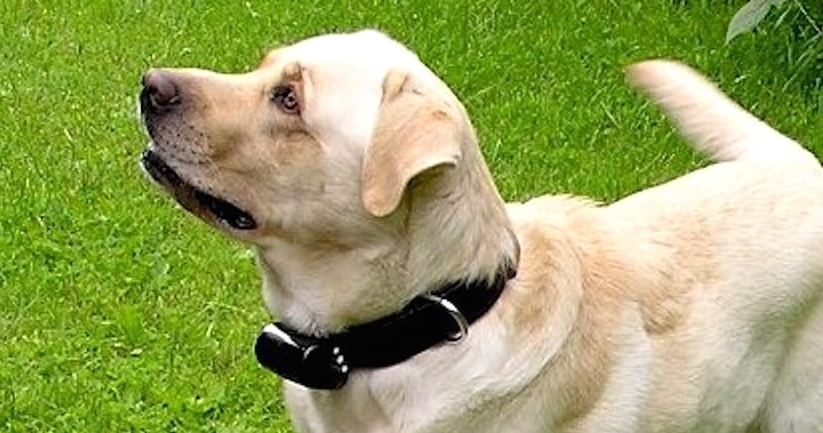 dog-shock-collar1.jpg dog-shock-collar1.jpg
