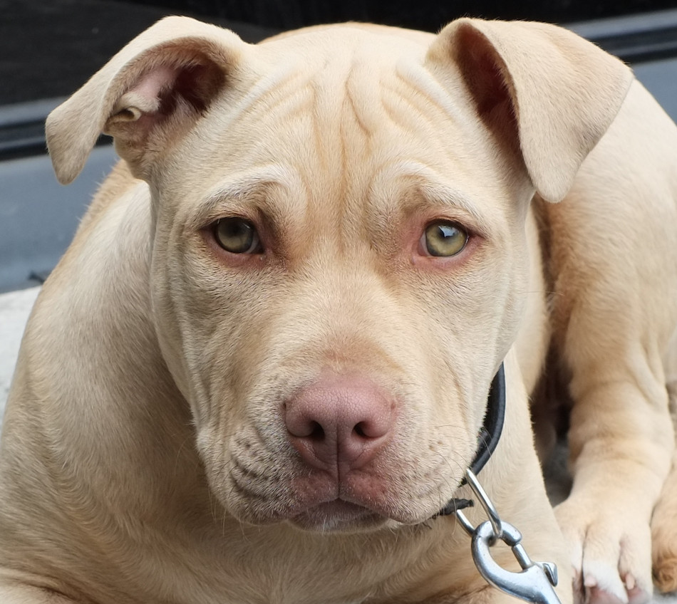 dog-sign-of-stress.jpg