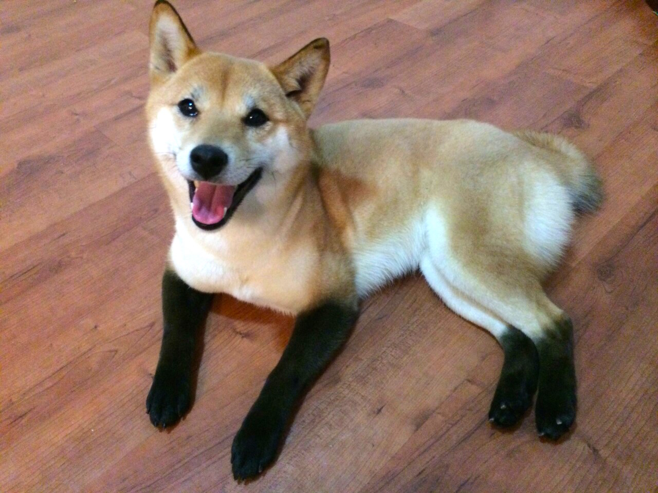 dog-socks.jpg