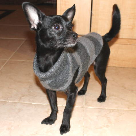 dog-sweater-1.jpg