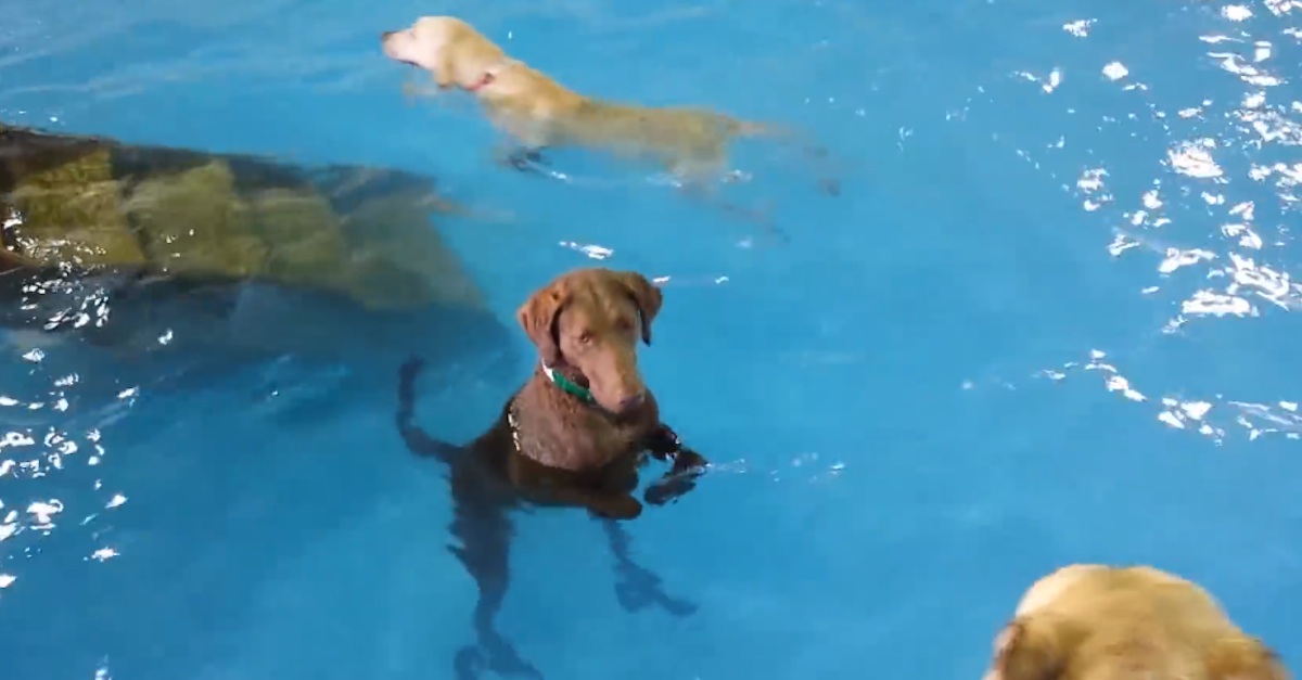 dog-swimming-kind-of