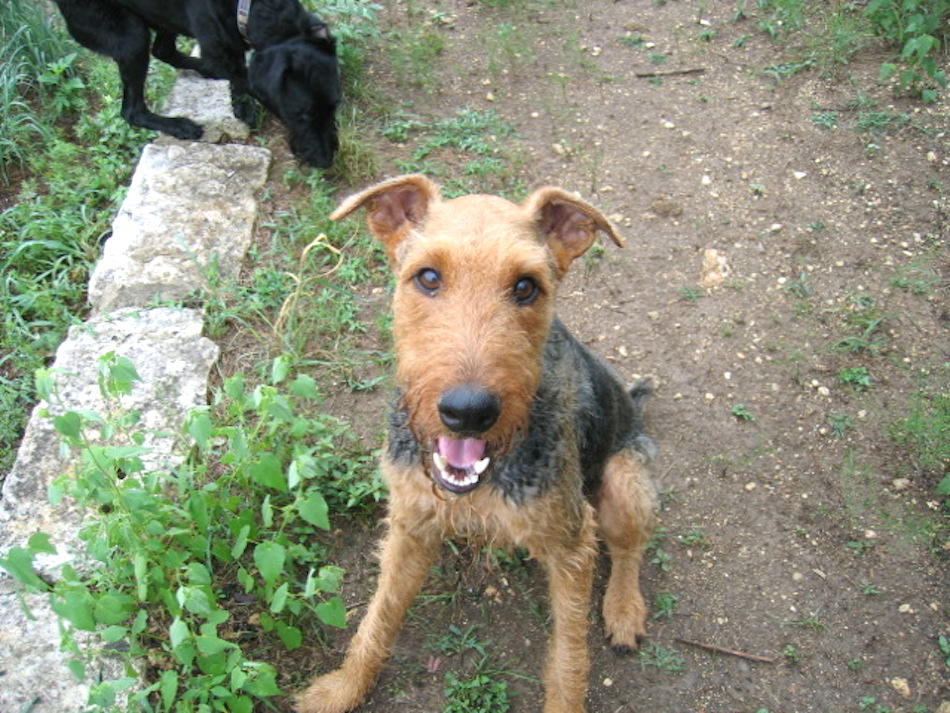 dog-trainign-sit.jpg