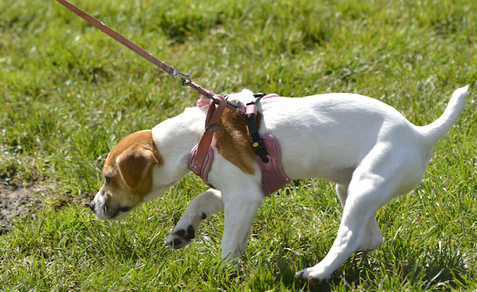 dog-training-connotations.jpg