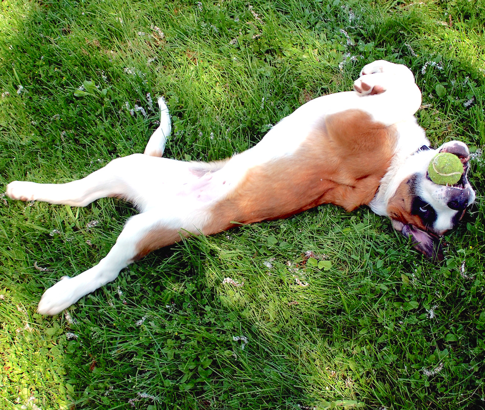 dog-training-consistent.jpg