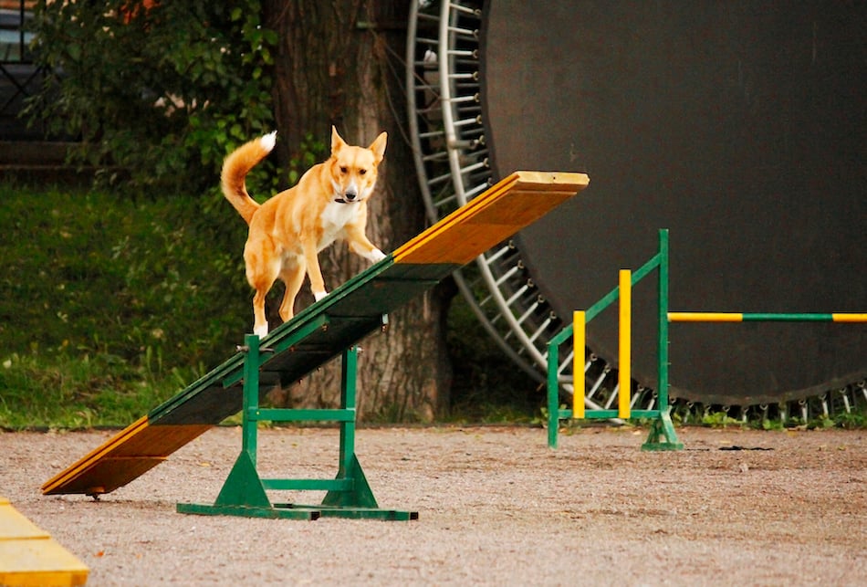 dog-training-name.jpg dog-training-name.jpg