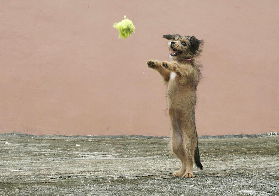 dog-training-too-fast.jpg