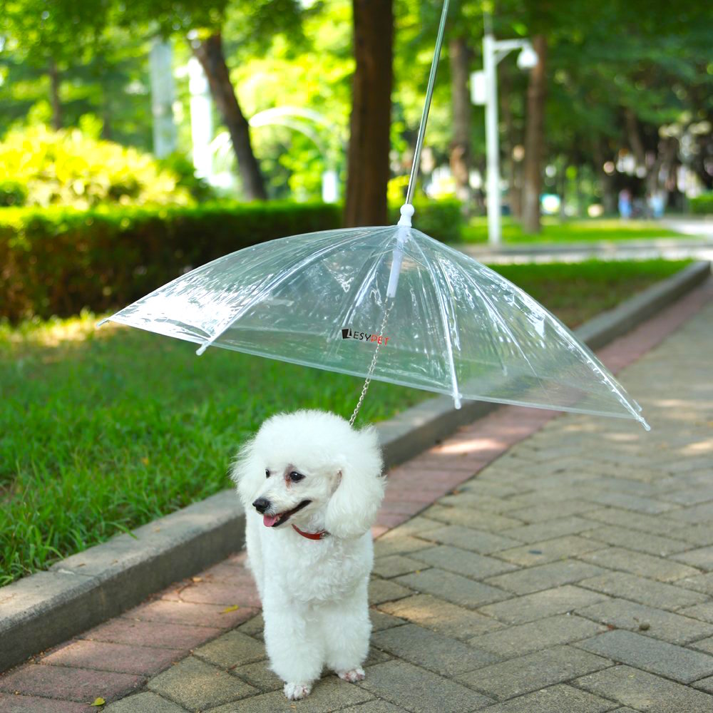 dog-umbrella.jpg